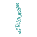 Spine